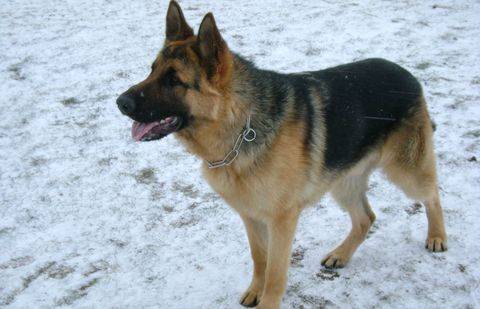 Фото с сайта hiblogger.net