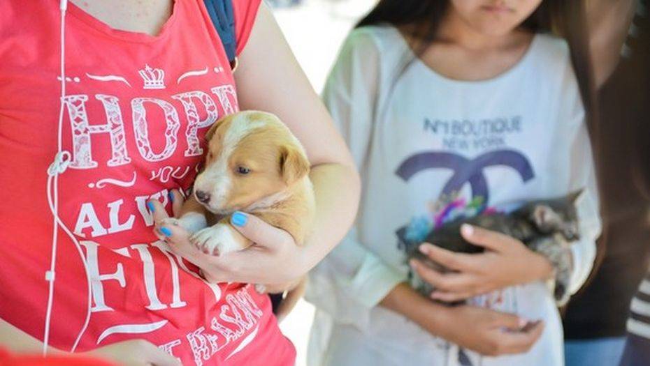 Пресс-офис Purina