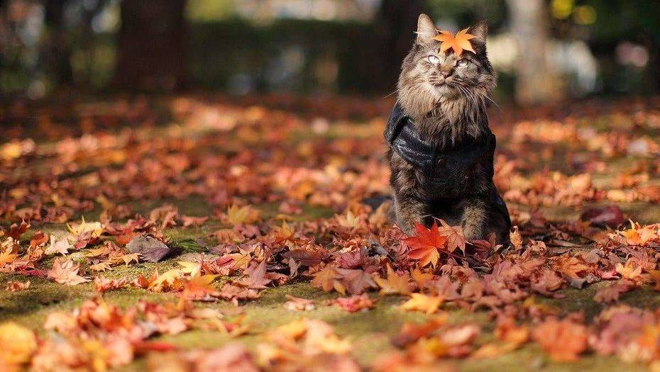 Фото с сайта 1zoom.ru