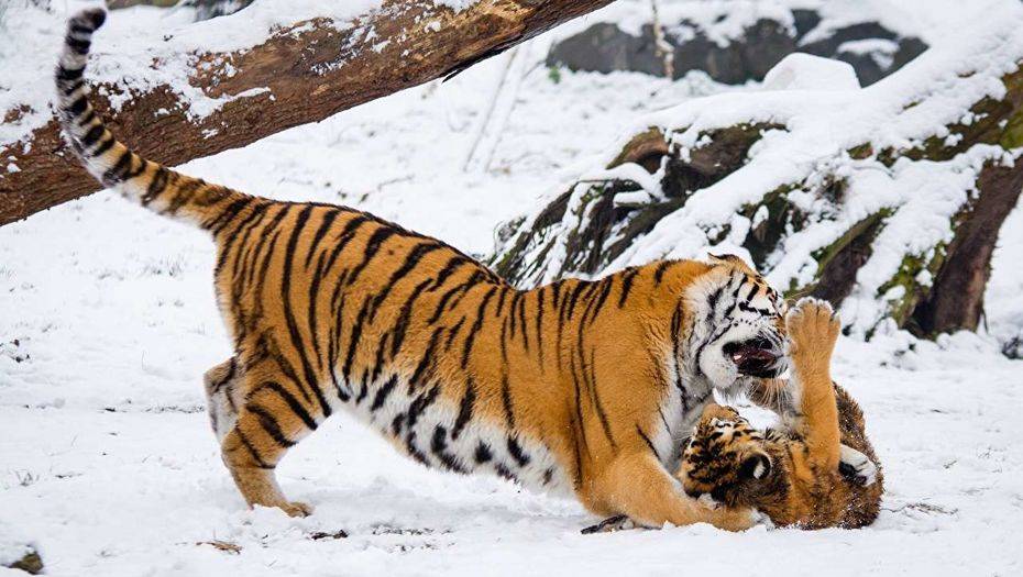 Фото с сайта 1zoom.ru