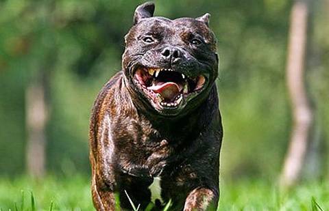 Фото с сайта kp.ru