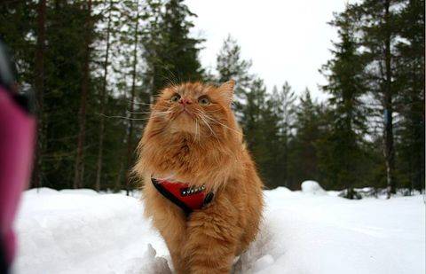 Фото кота Йеспера/Facebook