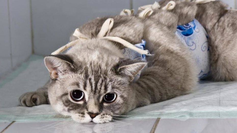 Бесплатная стерилизация собак и кошек в Алматы: ветклиники ждут новых пациентов 