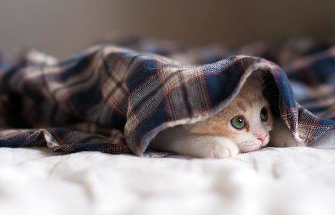 Фото с сайта 4ever.eu