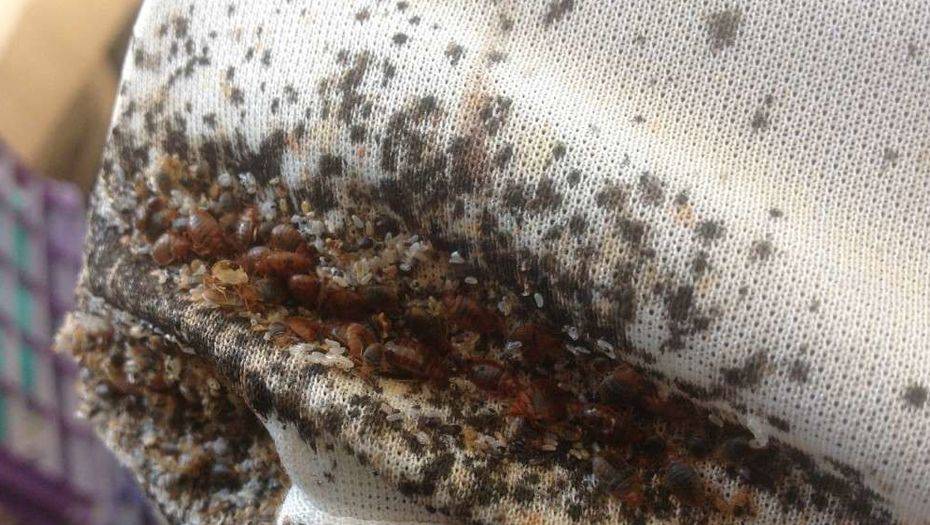 Сурет eparazit.ru сайтынан алынды