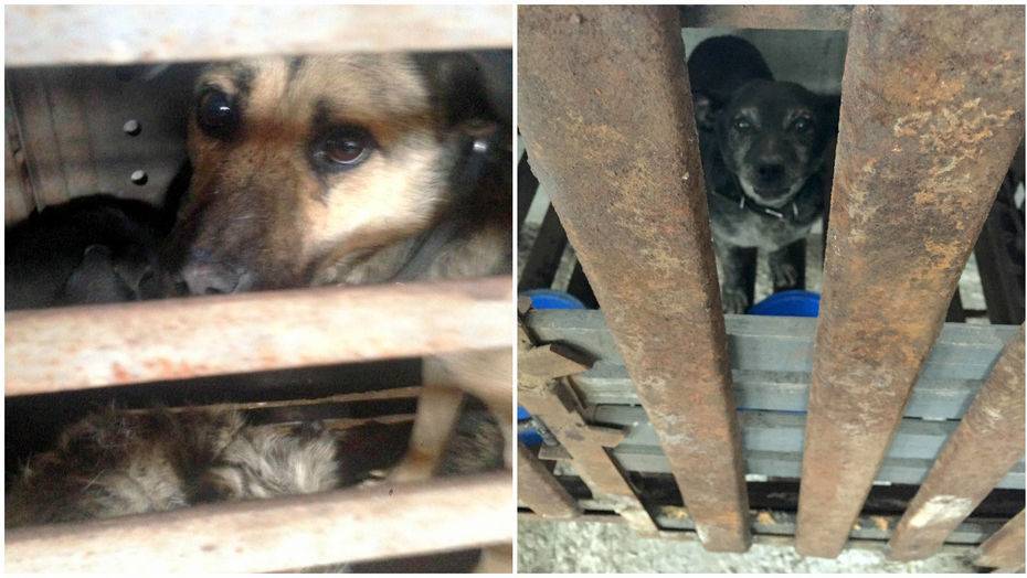 Фото волонтёров