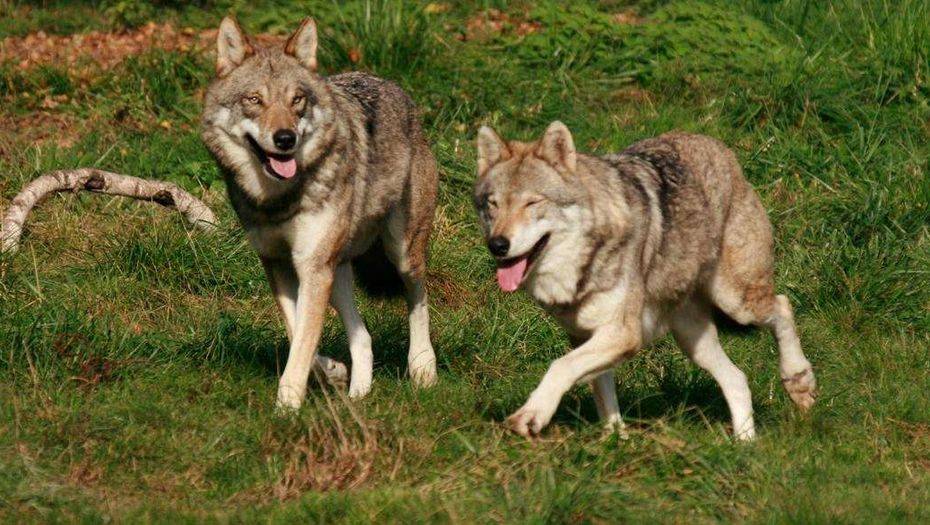 Фото с сайта lepal.com