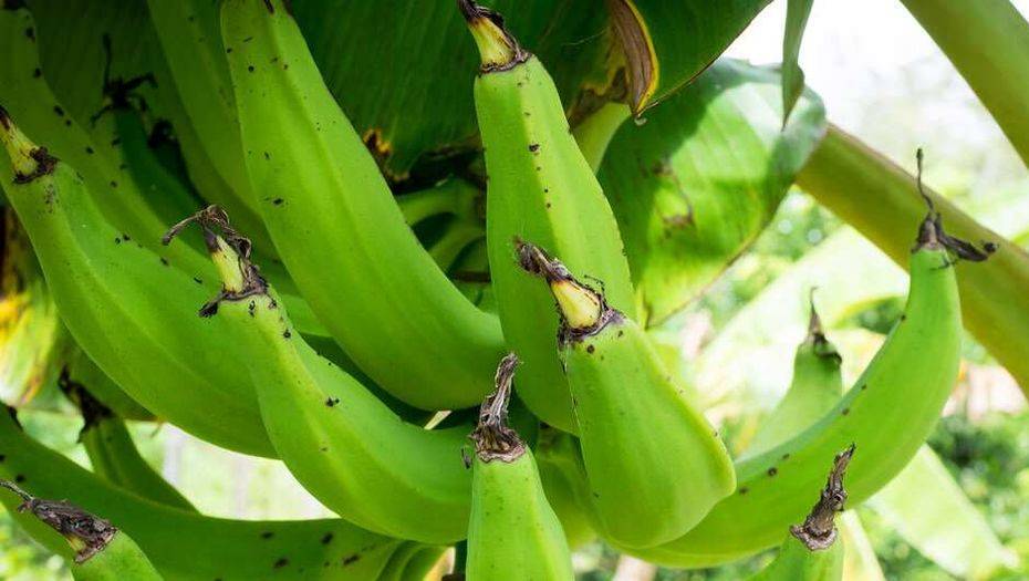 Фото с сайта news.un.org