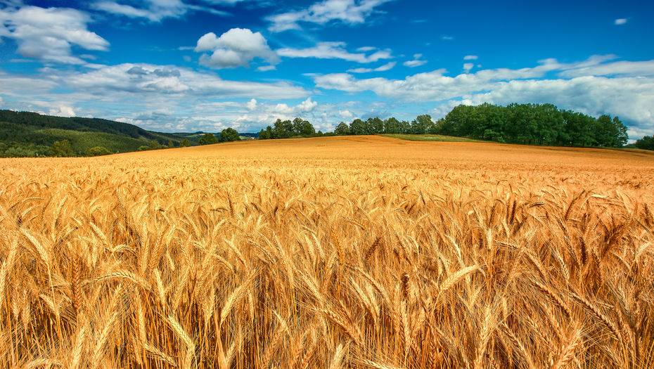 Фото с сайта: elitefon.ru