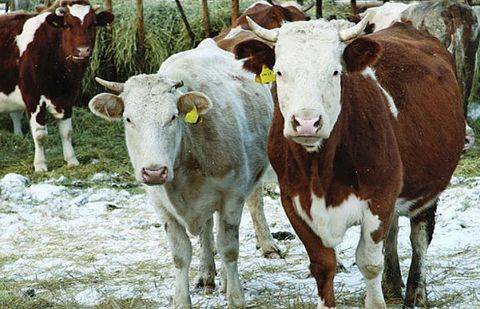 Фото с сайта stav.kp.ru