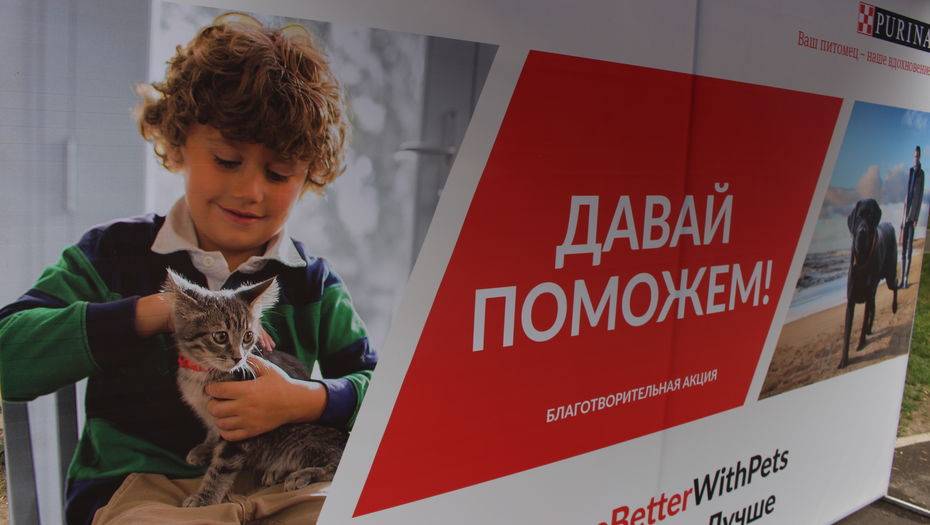 Защитники бездомных животных организовали в Алматы акцию "Давай поможем!"