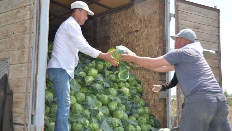Акимат Туркестанской области и благотворительный фонд "Дегдар" отправит до 300 тонн капусты в детские дома и малообеспеченным семьям
