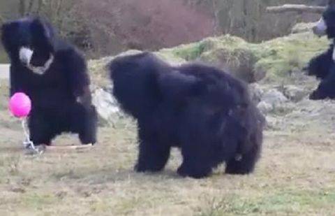 Воздушный шарик привёл в восторг гималайских медведей в Голландии