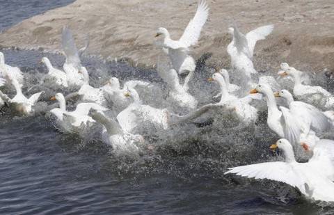 Олег СПИВАК