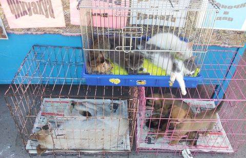 Фото Общества защиты животных Казахстана