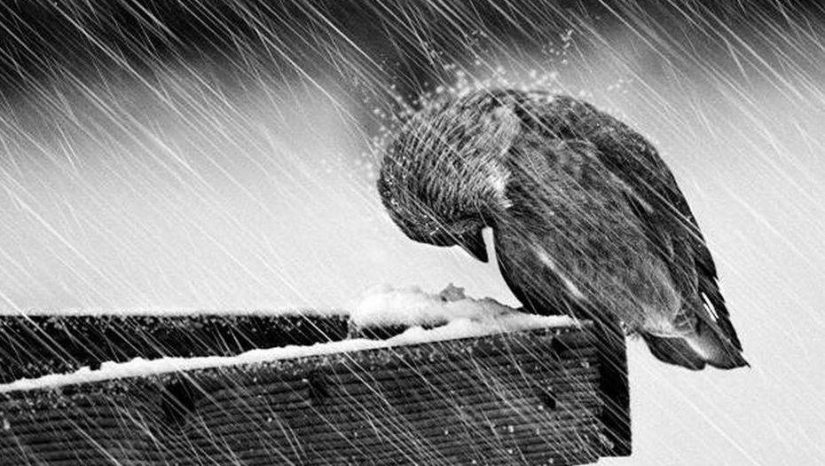 Фото с сайта kazakh-zerno.kz