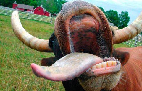 Фото с сайта guns.ru.