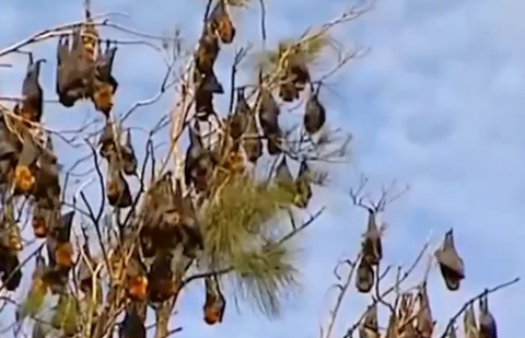 Скриншот видео