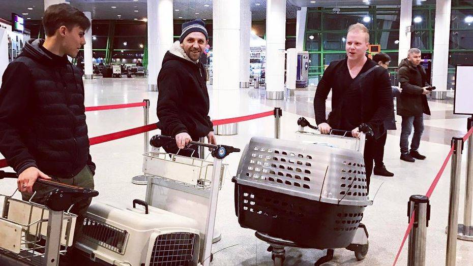 Семья хоккеиста Даллмэна увезла из Астаны в Канаду семь брошенных кошек и собак