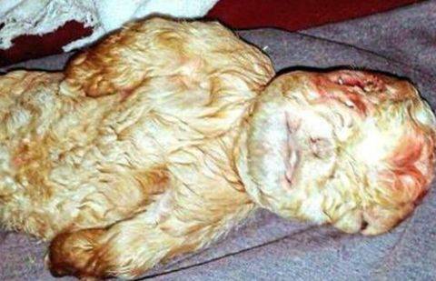 Фото с сайта Mirror