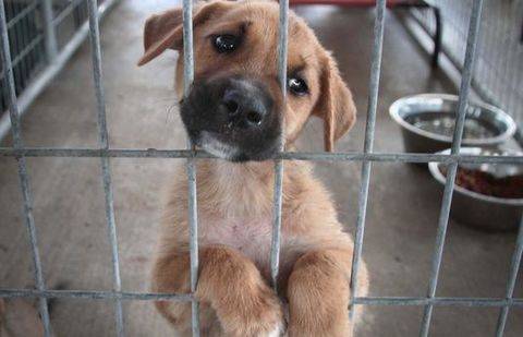 Фото с сайта theadvertiser.com