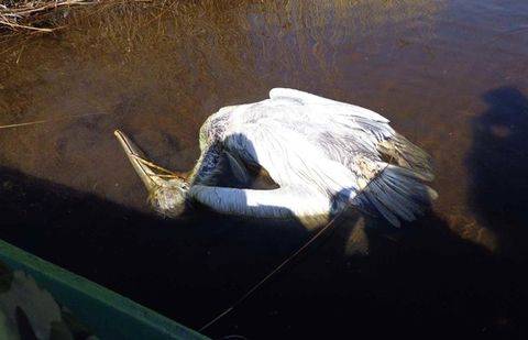  Фото Атырауской областной территориальной инспекции лесного хозяйства и животного мира