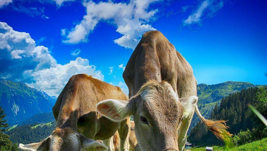 Фото с сайта pixabay.com