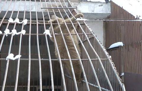 Скриншот с видеосюжета ТК "Алматы"