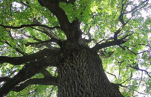 Фото с сайта vrn.kp.ru