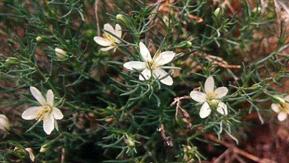 Интернеттегі ашық көздерден алынды