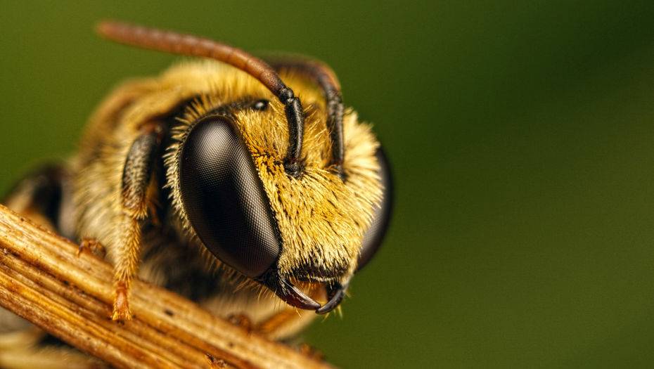Фото с сайта origins.org.ua