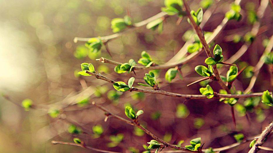 На большей части Казахстана 30 апреля ожидается погода без осадков