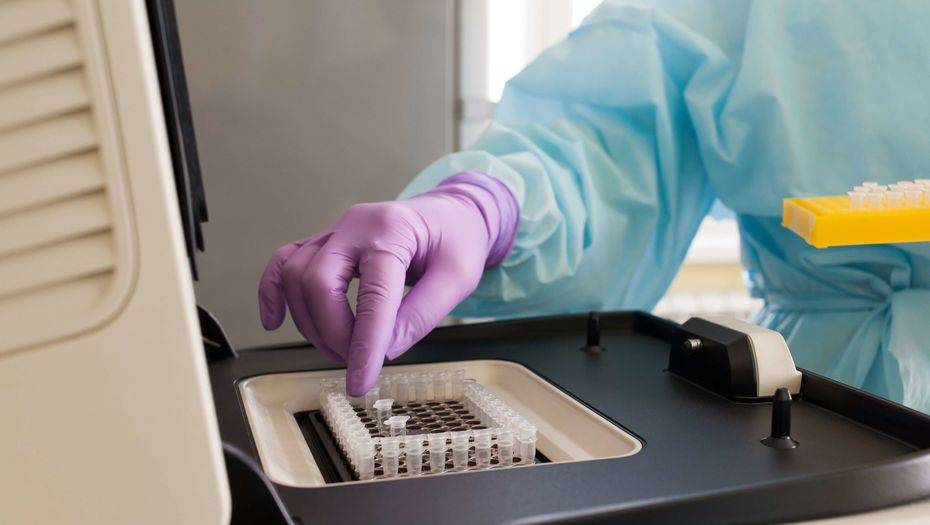 Фото предоставлено генетической лабораторией TreeGene