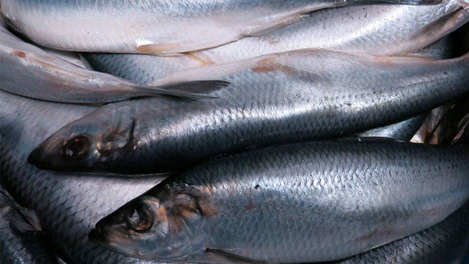 Казахстанца задержали в России за попытку нелегально вывезти пять тонн продуктов