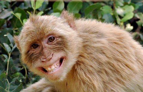 Фото с сайта zooblog.ru