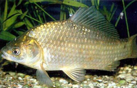 Фото с сайта lovlia-ryby.com