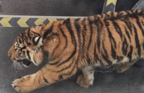 Фото Doha News / Twitter