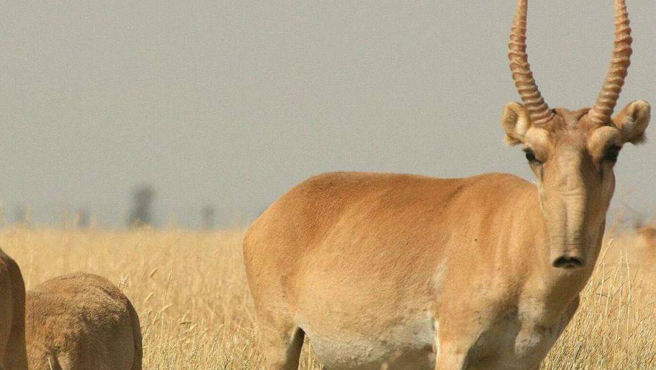 Фото с сайта mongolia-guide.com