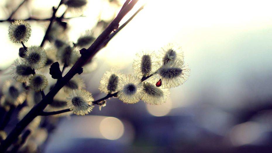 Фото с сайта gde-fon.com