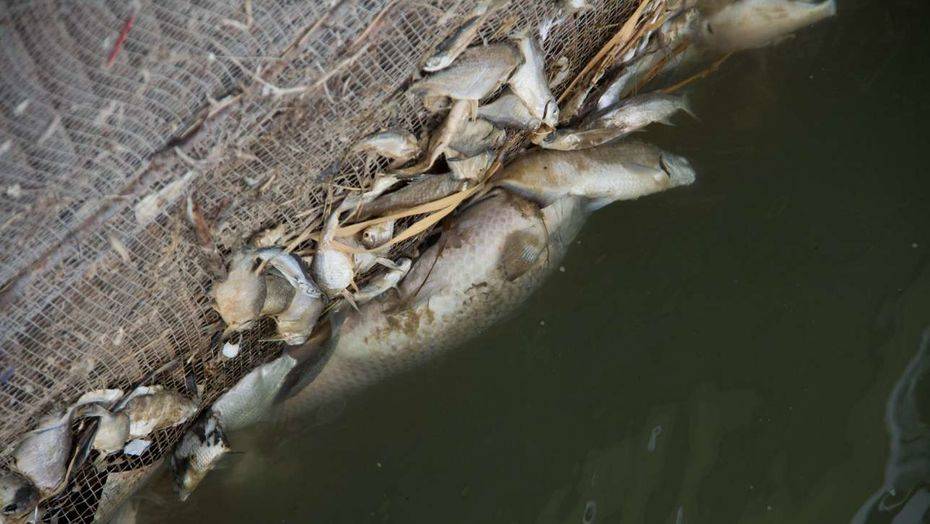 Фото Герарда Ставрианиди