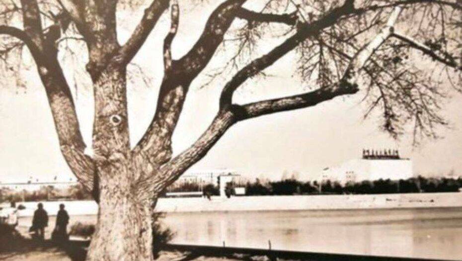 Министерство экологии взяло на себя ответственность за сохранность самого старого дерева Нур-Султана