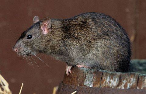 Фото с сайта paranormal-news.ru