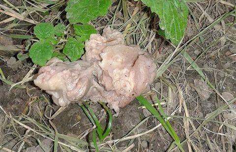 Фото с личной страницы в Facebook Элины Файль