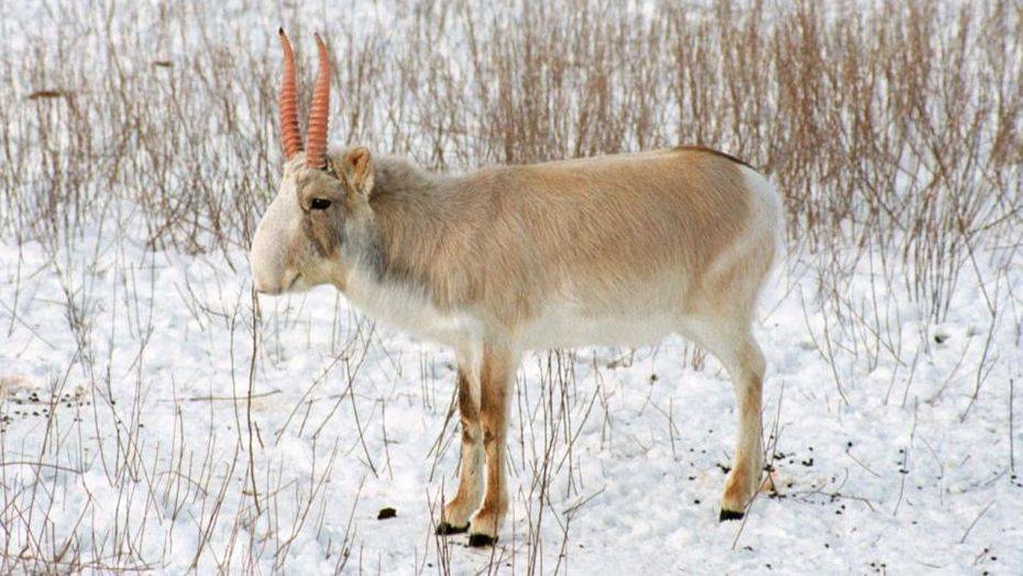 Фото tambov-zoo.ru