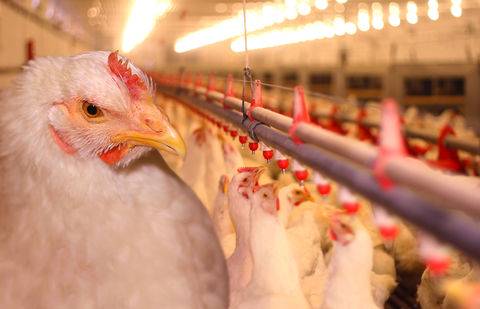 Фото с сайта agrobk.ru