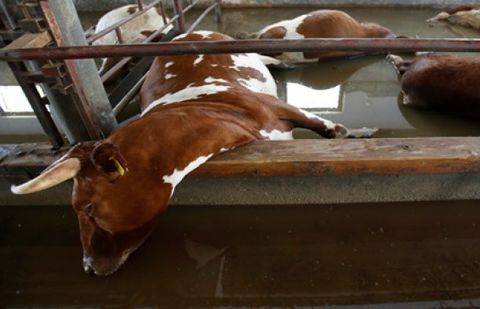 Фото arnapress.kz