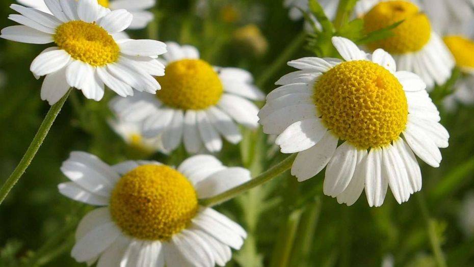 Фото greenmylife.in