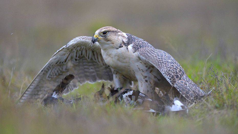 Фото с сайта Global Look Press