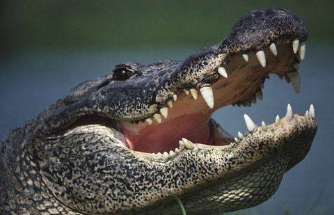 Фото с сайта 24smi.org