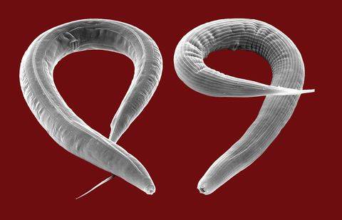 Иллюстративное фото с сайта elementy.ru